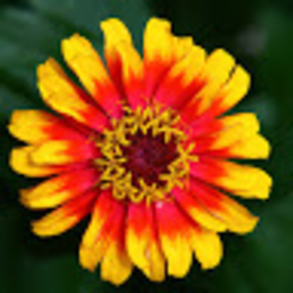 Meet your Posher, Sofia - Picture 1 of 1